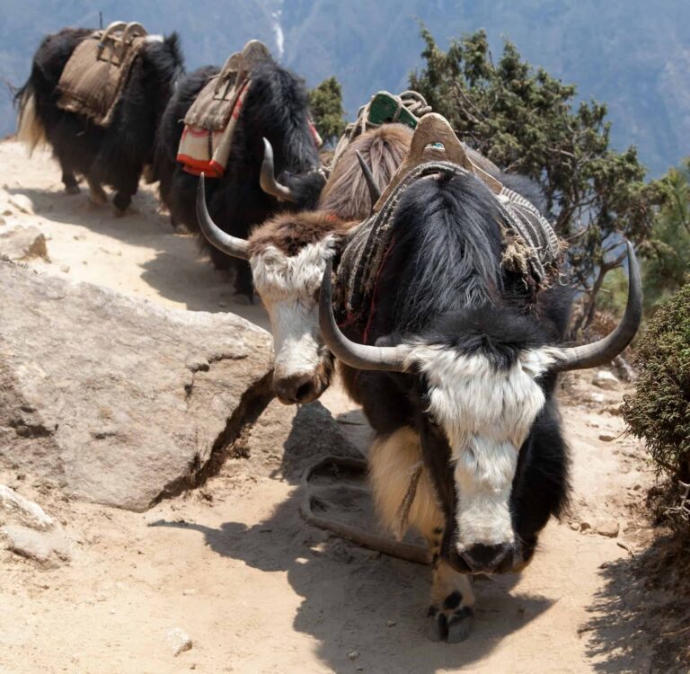 15 Yak and Yeti Books (Exploring Everest for Kids)