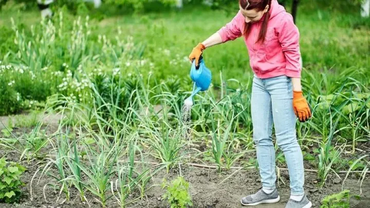 girl child with pigtails doing yard work - watering garden, making money in the summer