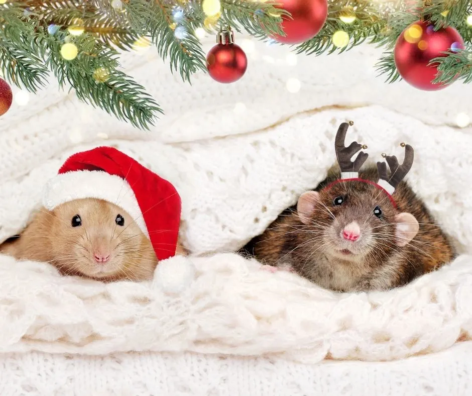 two hamsters under Christmas blanket with costumes on