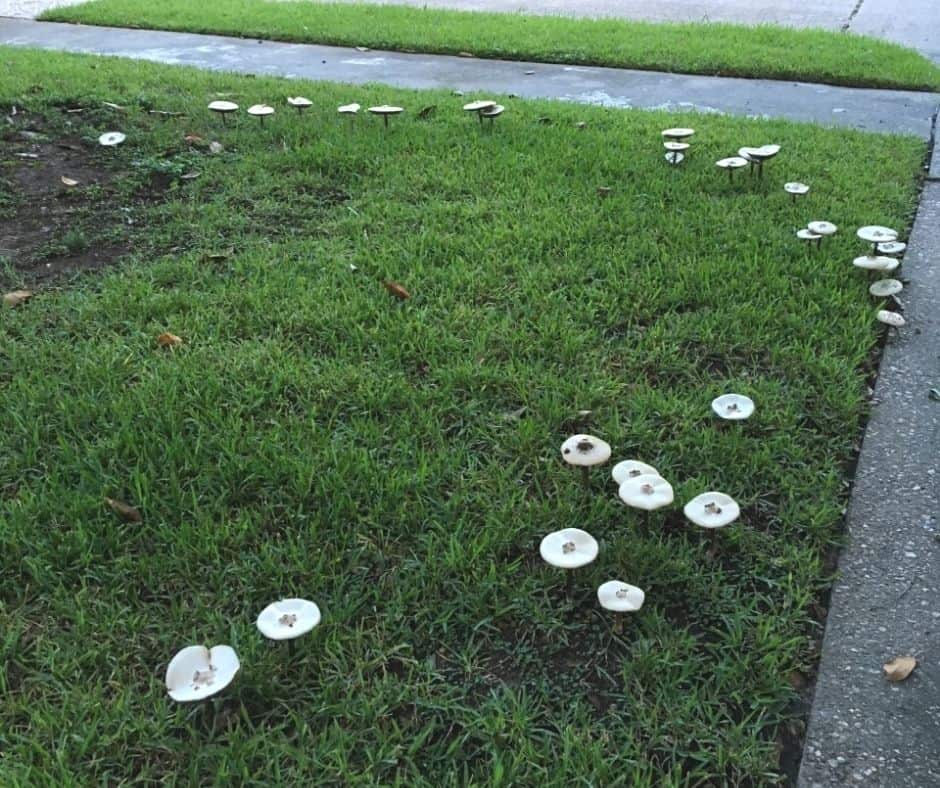 large group of mushrooms in author's front yard after a rain