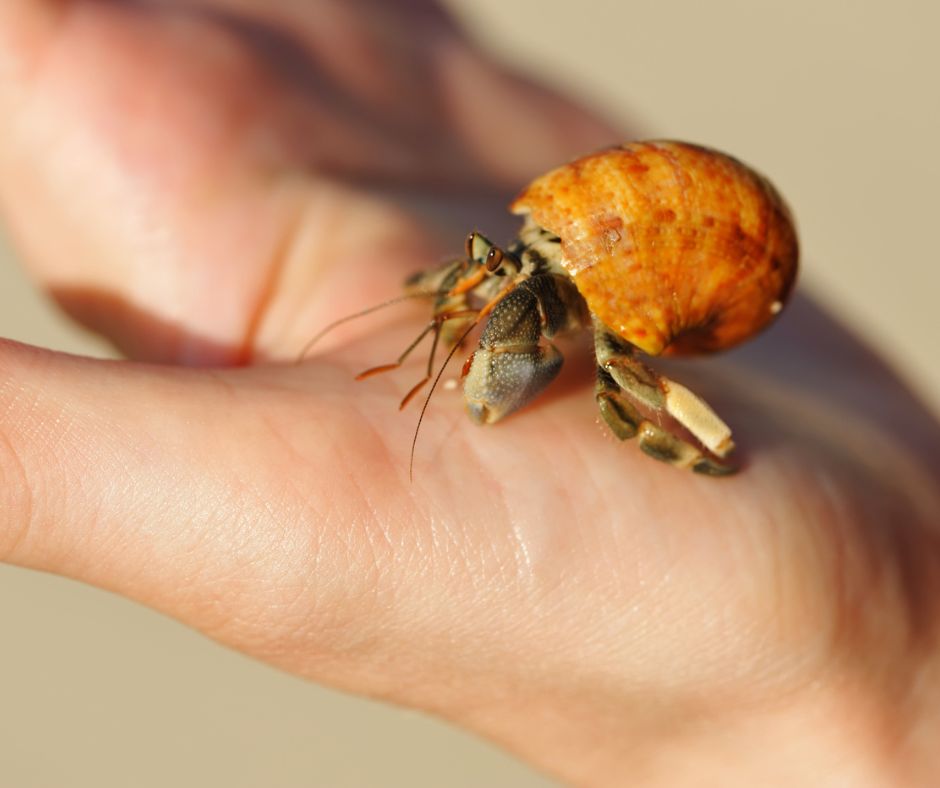 kid hand holding a hermit crab up to the camera