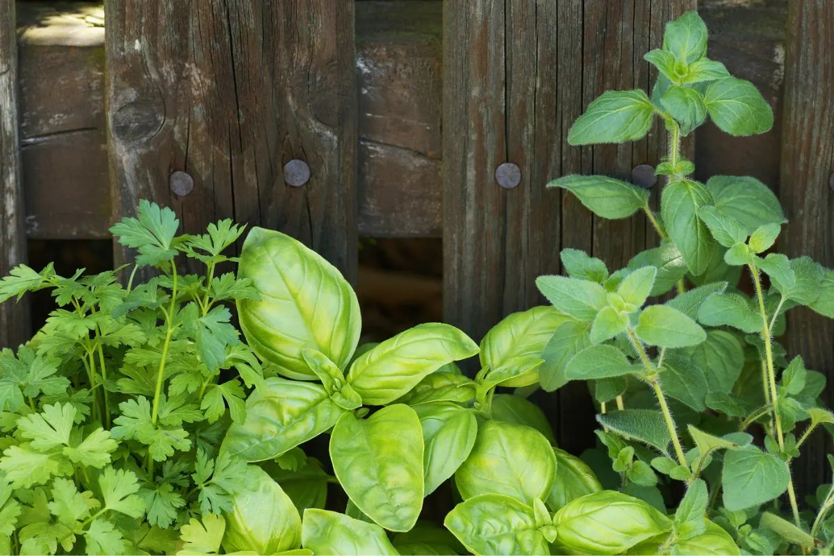 pizza garden with parsley, basil, and oregano growing in pots in front of wooden fence