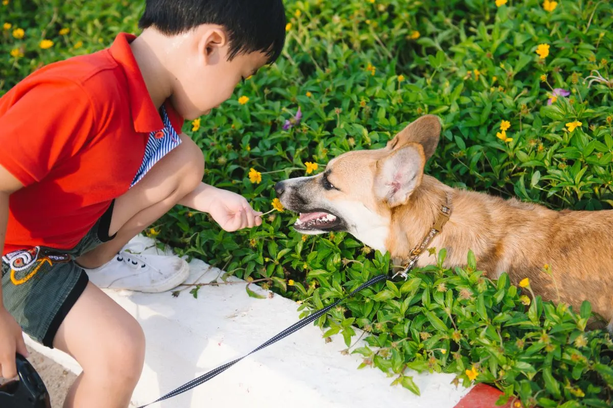 pre teen boy playing with neighbor's dog on leash