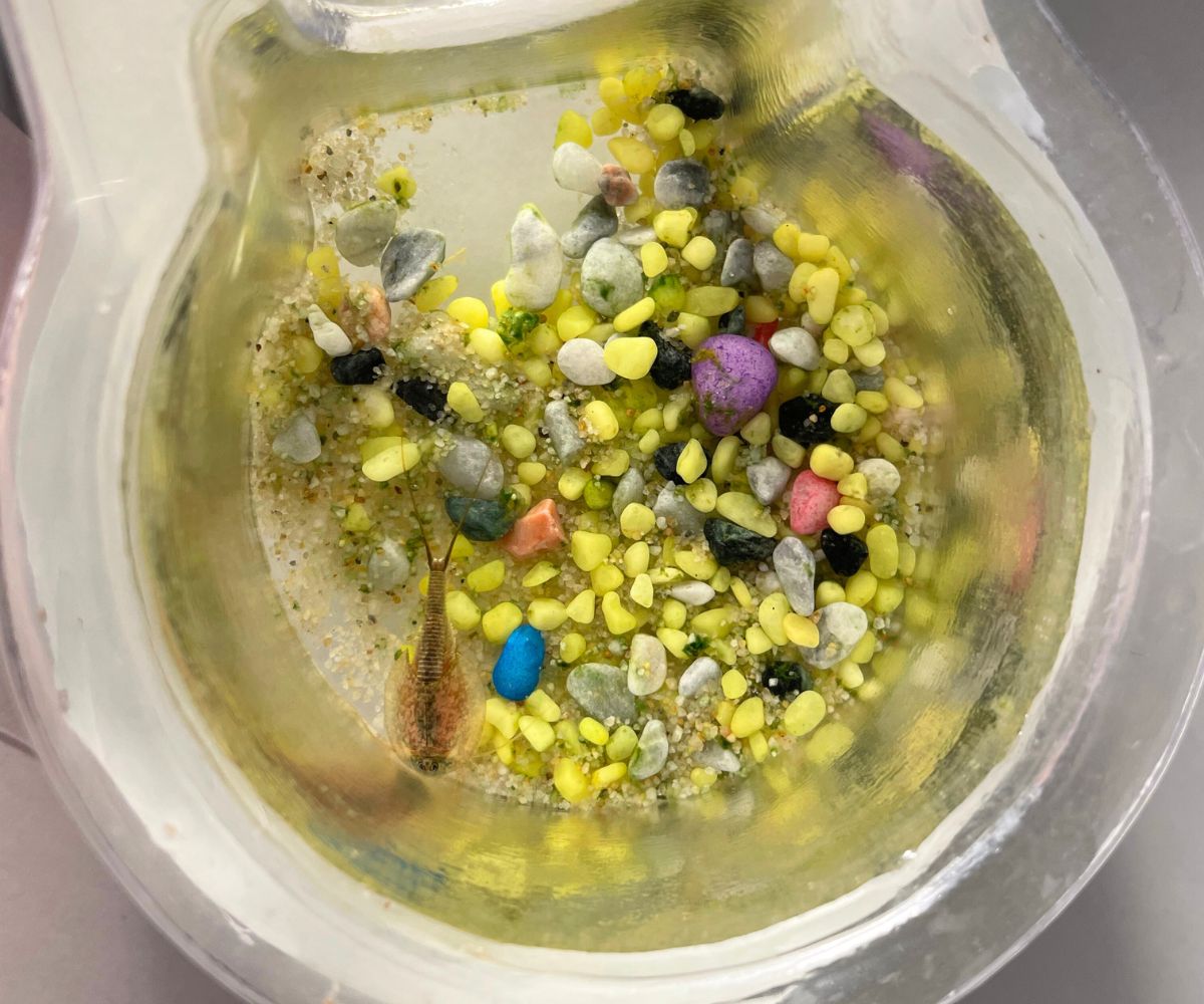 adult trilobite in clear plastic tank with colored rocks