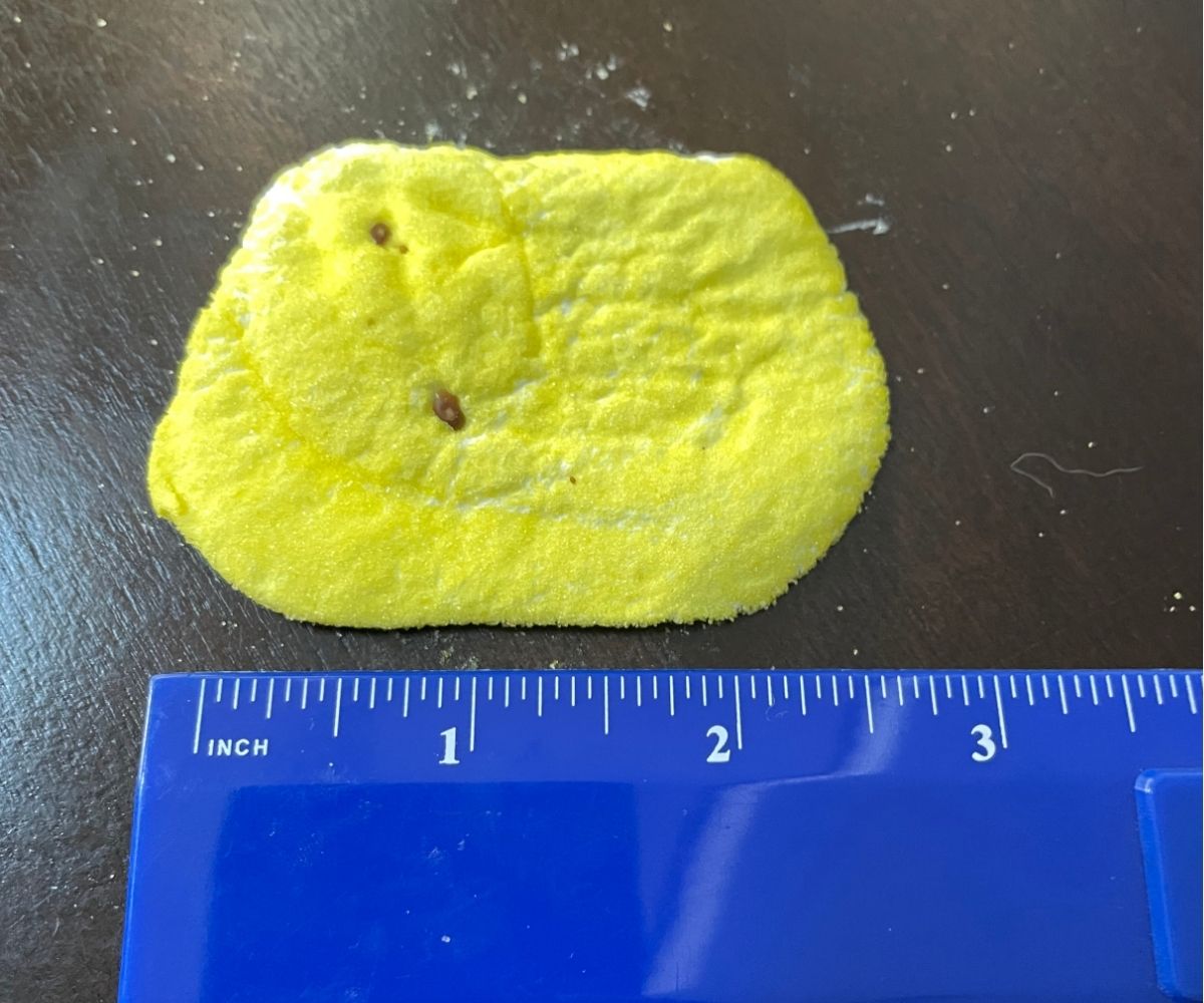 blue ruler measuring against the smashed Peep