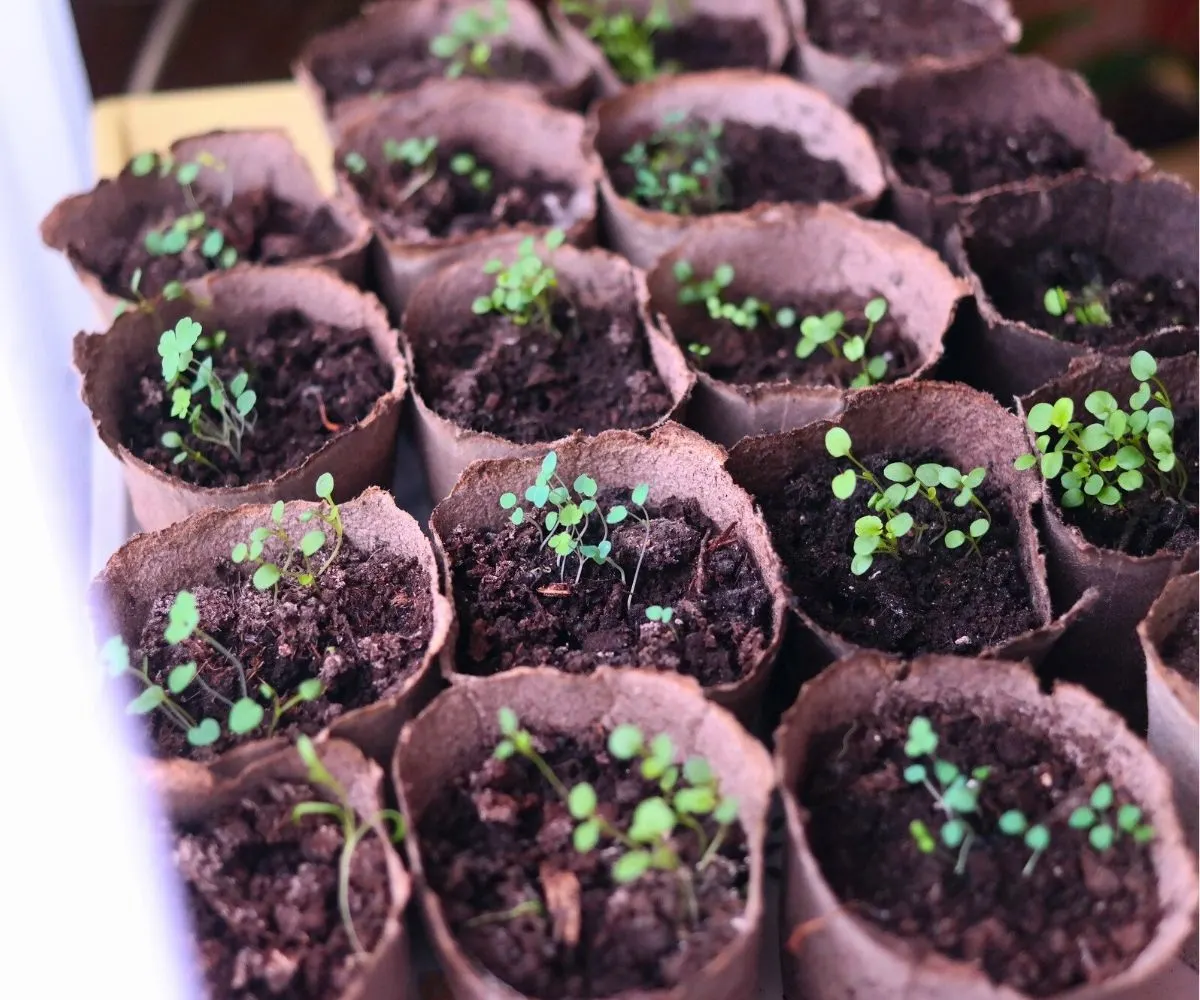 lots of small pots with little seedlings growing in them