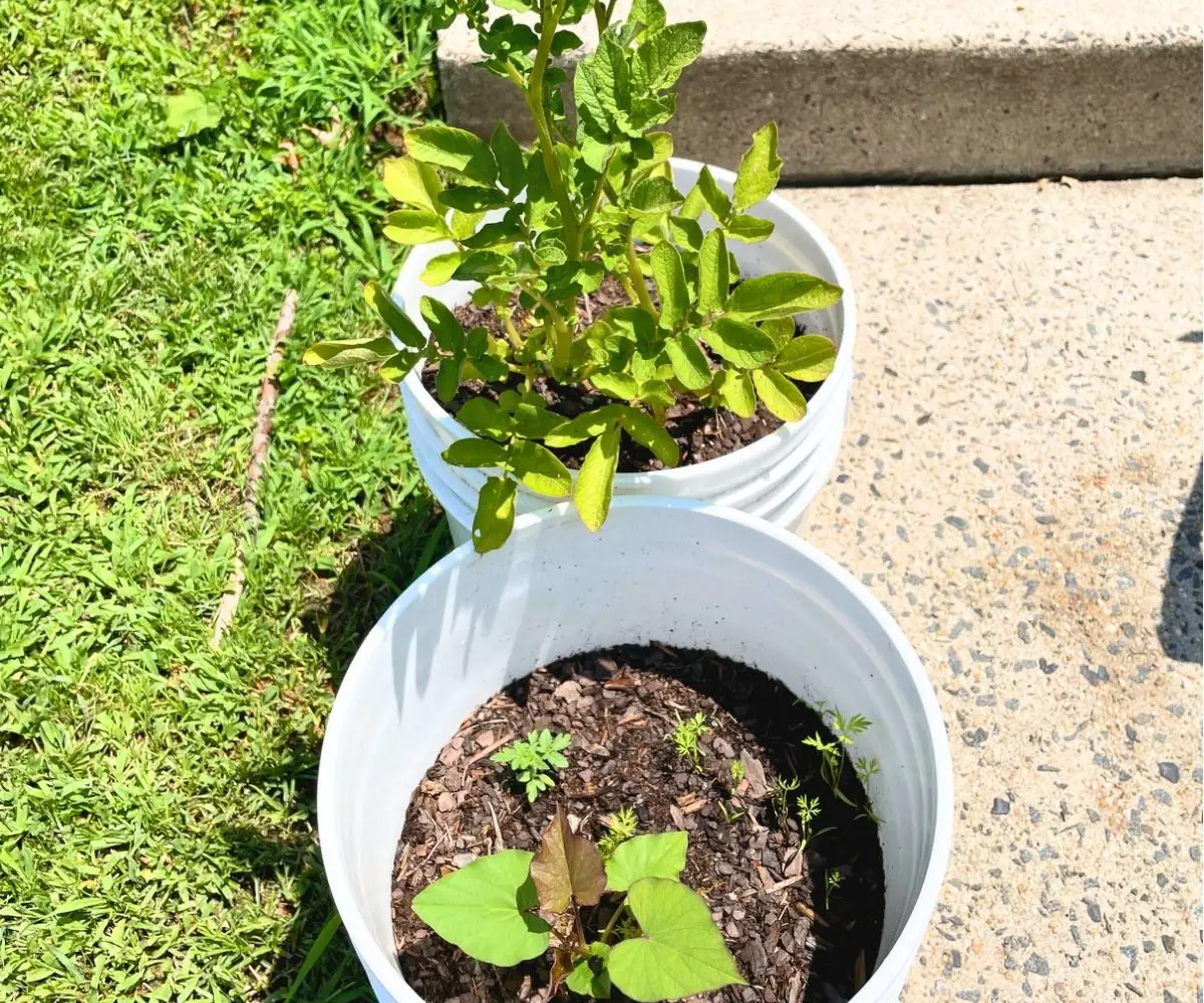 potato plants growing in two white buckets