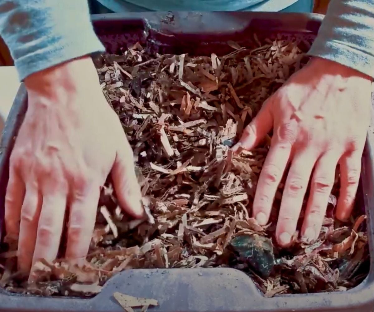 Hands digging through a homemade worm farm bin