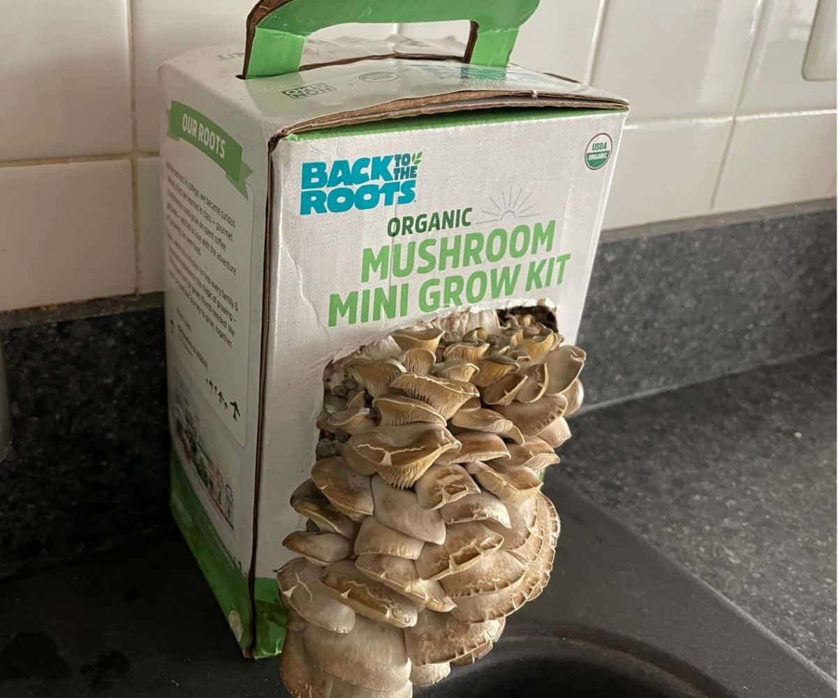 Mushroom growing kit overrun by mushrooms growing out of it