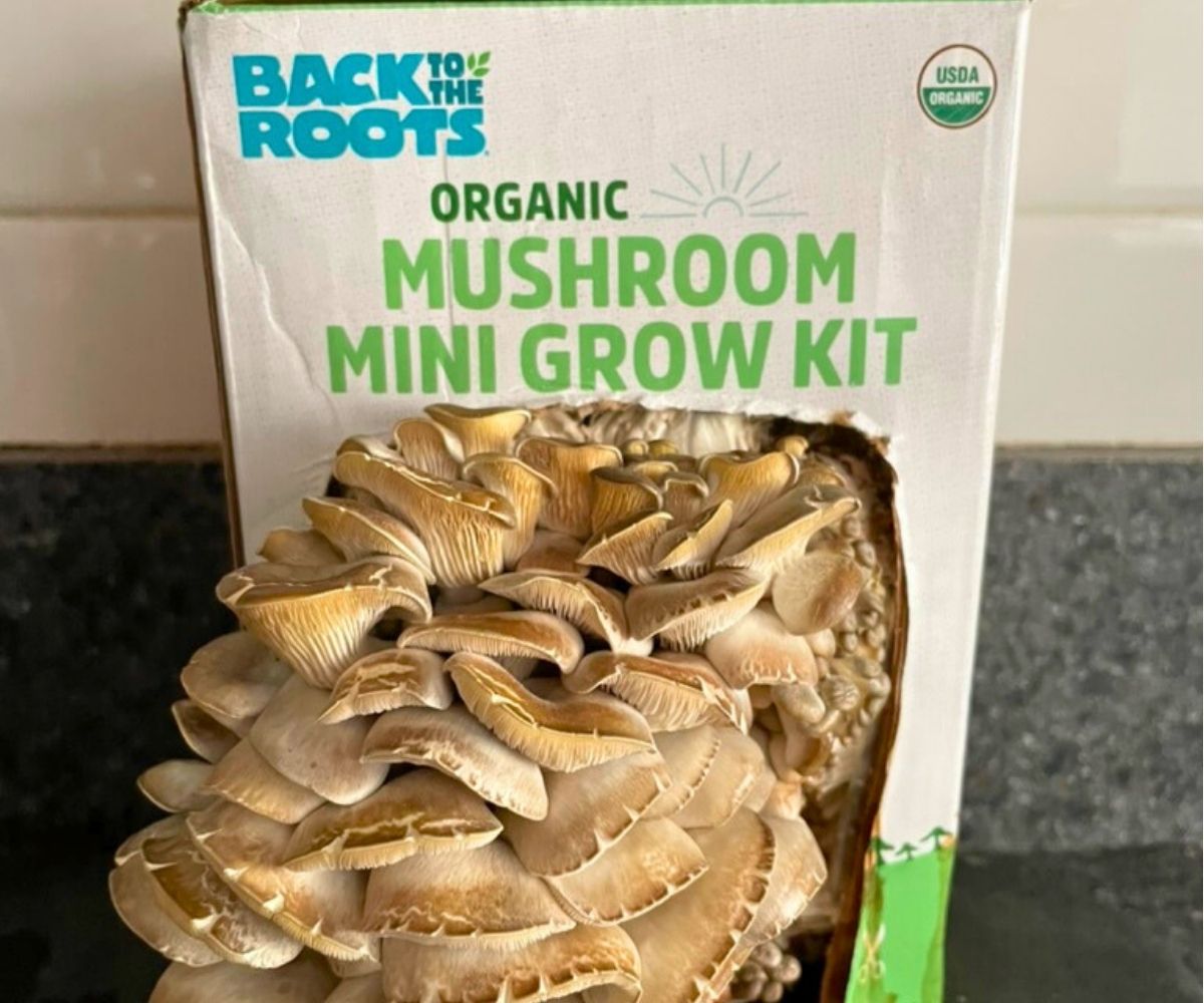 Mushroom growing kit with tons of mushrooms coming out of it
