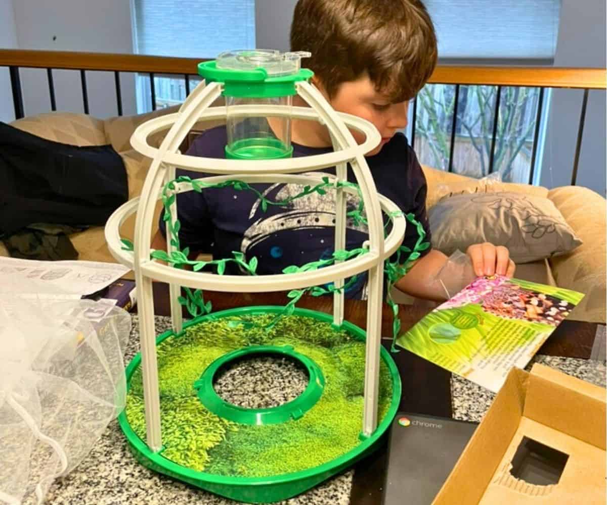 preteen boy reading about Monarch butterflies and setting up the butterfly atrium