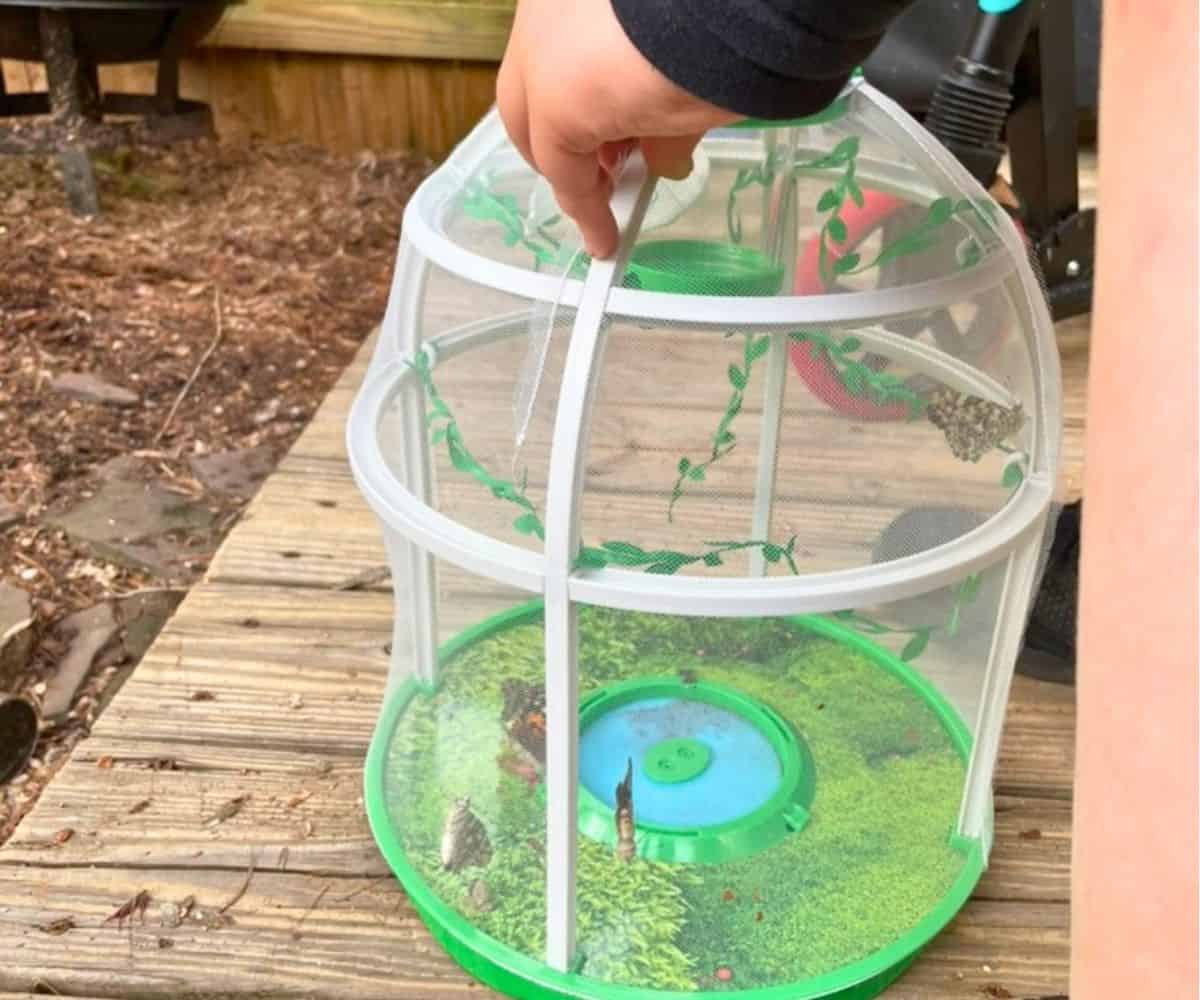 adult grown butterflies in the atrium being released into their backyard