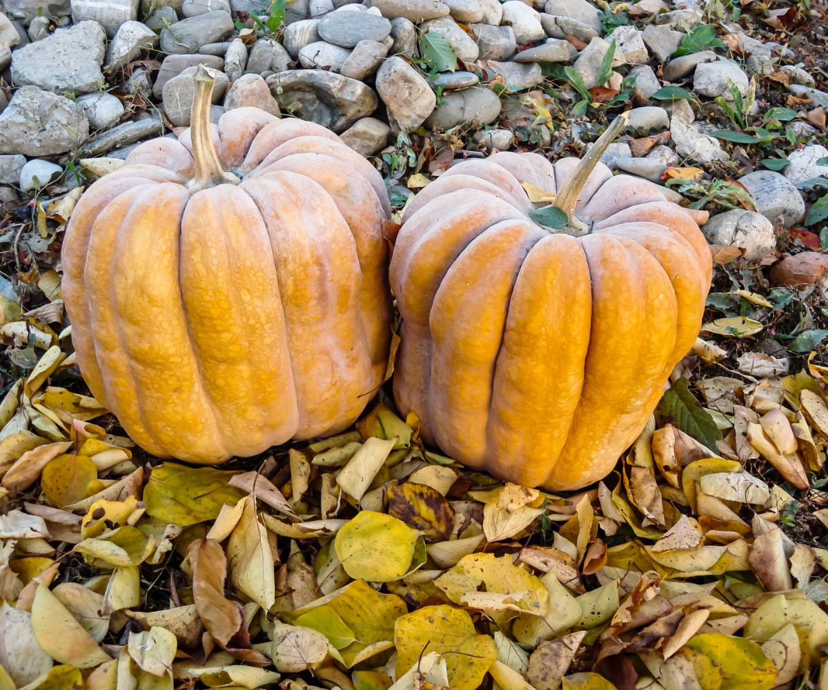 two same-sized pumpkins right next to each other